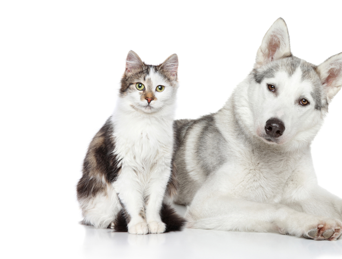 <h1>Smart Pet's</h1>