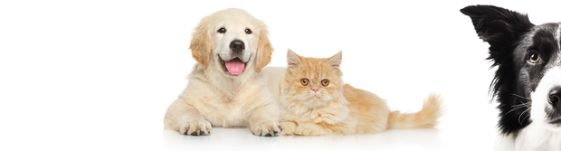 <h2>Loved by Pet Parents </h2>