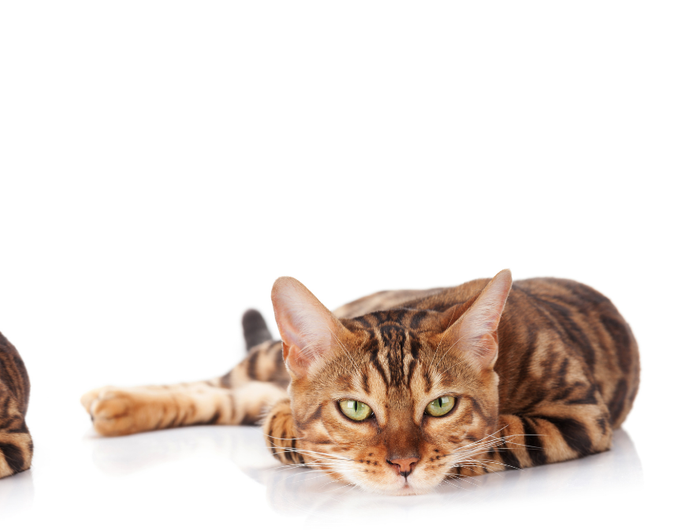 <h2>About Us | All2Pets</h2>