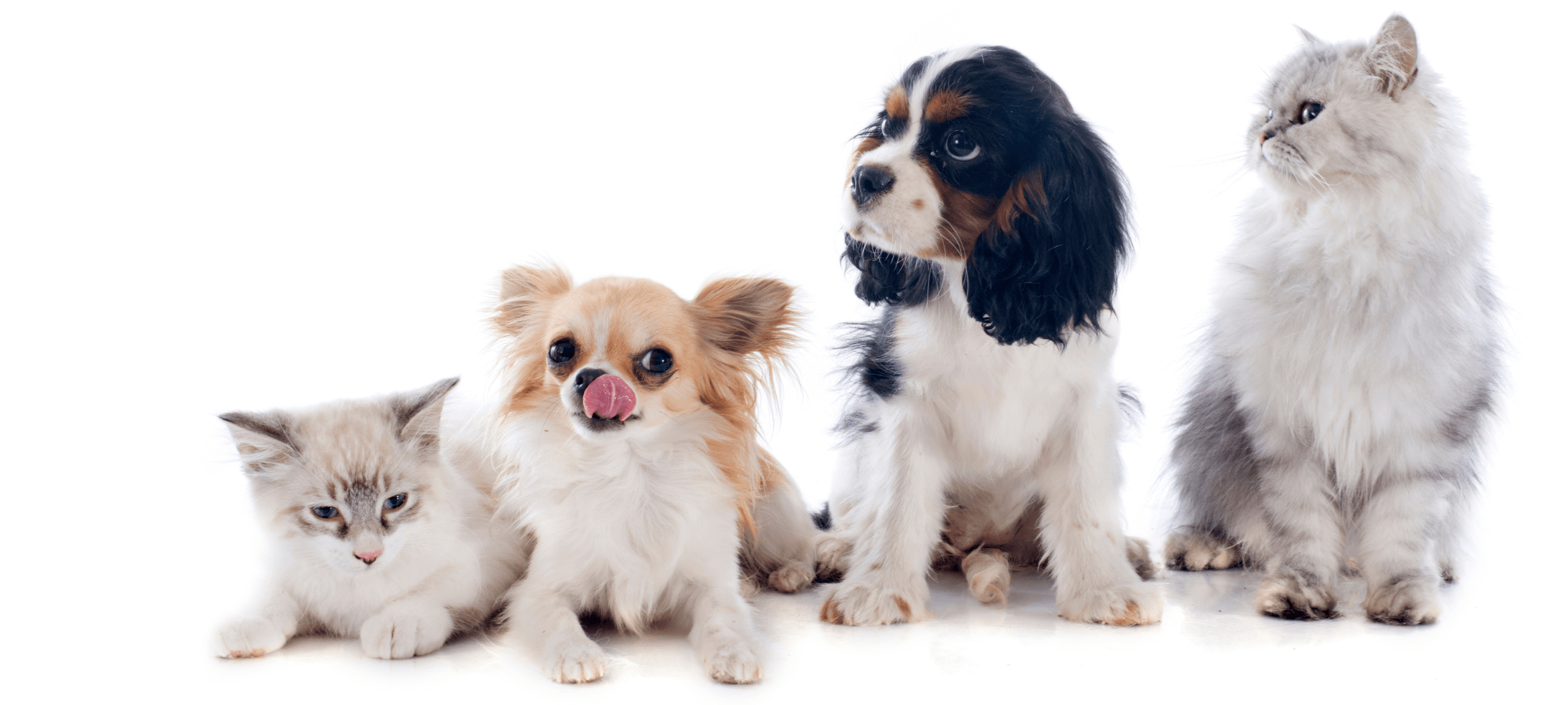 Modern Pet Care Made Easy: The Smart Way to Keep Your Pets Happy in 2025