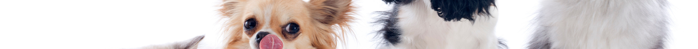 Modern Pet Care Made Easy: The Smart Way to Keep Your Pets Happy in 2025