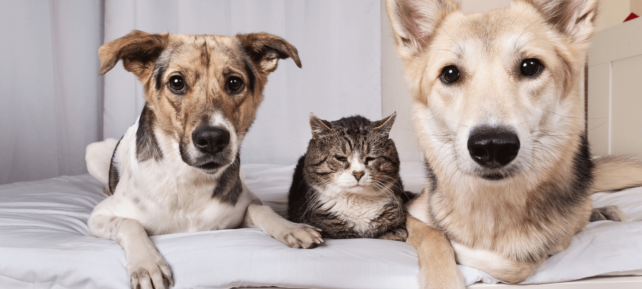 5 Reasons Your Cat Needs a Daily Feeding Schedule🐱