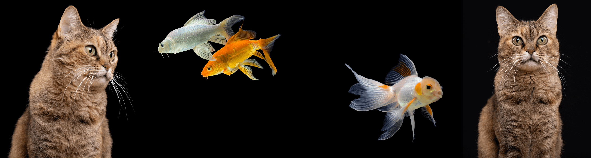 How Smart Feeders Reduce Pet Anxiety (And Make You a Calmer Owner)