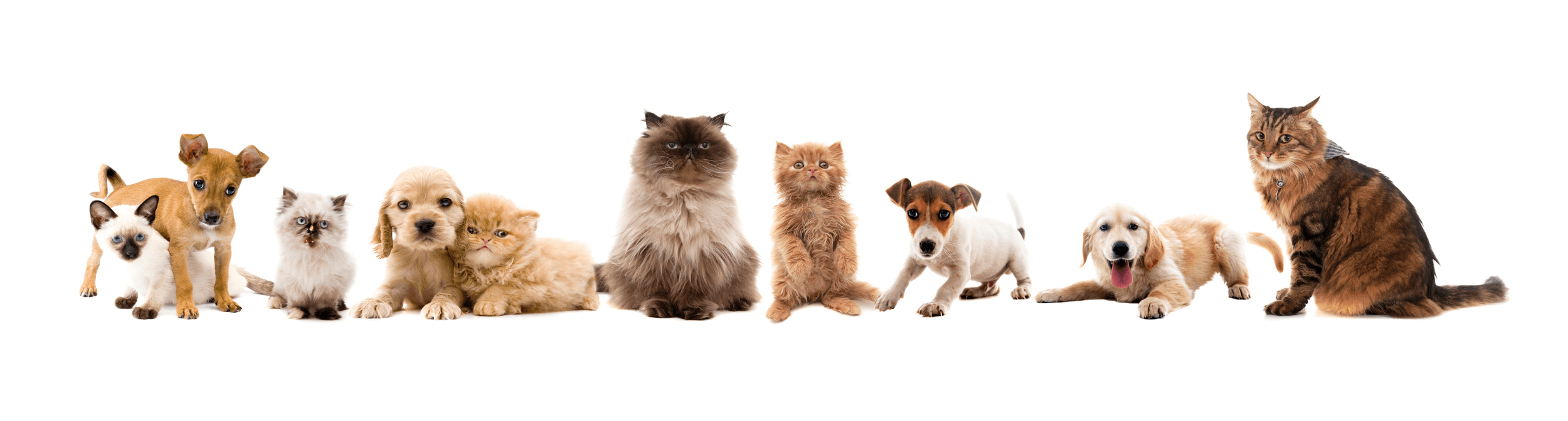 Why Pets Eat Too Fast (and How Smart Feeding Can Fix It)