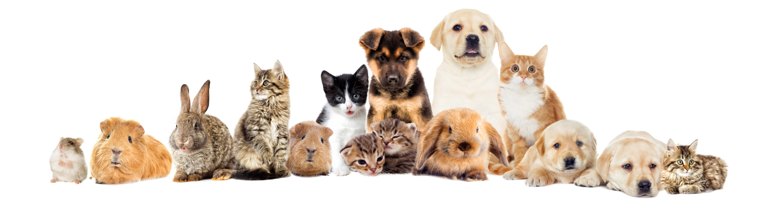 The Hidden Cost of Inconsistent Feeding (and How to Fix It)