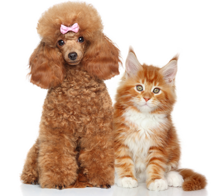 Modern accessories for modern pets.