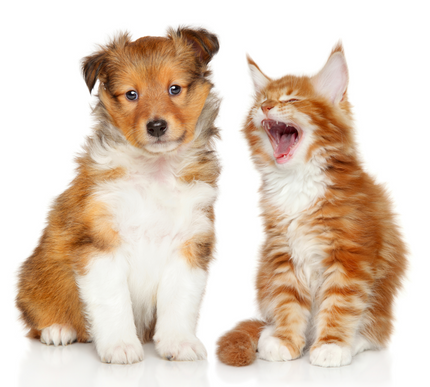 Peace of mind for pet parents.