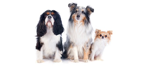 <h3>Dogs</h3>