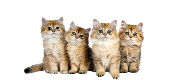 <h3>Cats</h3>
