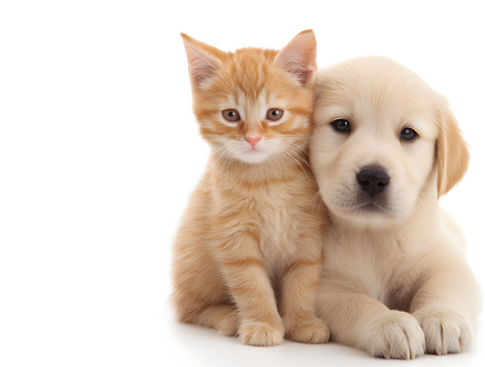 <h1><span style="text-decoration:underline">All2Pets Upgrade </span></h1><h1><span style="text-decoration:underline">You'r Pet Life</span></h1>