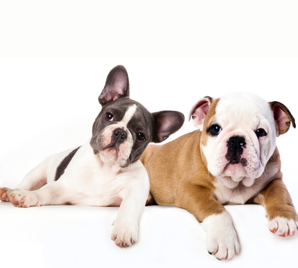 Because your pets deserve the best.
